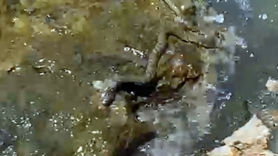 İlginç başlı ve kulakları dışarıda yılan Muğla'da görüldü