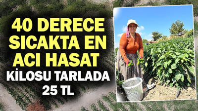 Kilosu tarlada 25 TL'den gidiyor büyük ilgi görüyor. 40 derecenin altında hasat ediliyor