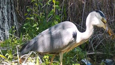 Kuş ile yılanın kapışması