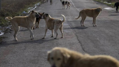 Sahipsiz hayvanlara yönelik kanun teklifi görüşmeleri tamamlandı