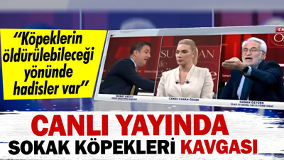 Canlı yayında sokak köpekleri kavgası: Köpeklerin öldürülebileceği yönünde hadisler var