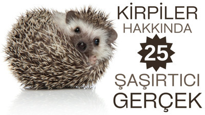 Kirpiler hakkında 25 şaşırtıcı gerçek