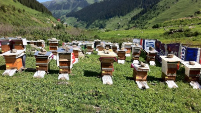 Hakiki Anzer balının kilosu cüzdan yakıyor. Yüzde 38 zam geldi