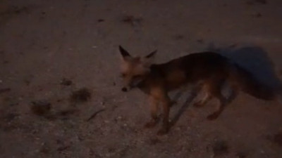 Tilkiyi makarnayla besledi sosyal medyada gündem oldu