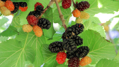 Kilosu 2000 TL'den satılıyor. Üretenler servet kazanıyor