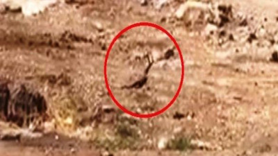 Topraktan siyah yılanlar fışkırdı