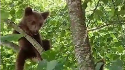 Kapısına gelen ayıyı evine aldı