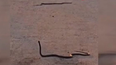 Yolu yılanlar işgal etti