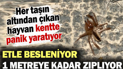 Her taşın altından çıkan hayvan kentte panik yaratıyor! Etle besleniyor 1 metreye kadar zıplıyor...