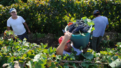 Üzüm hasadı şimdiye kadarki en erken başlangıcını yaptı
