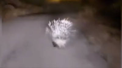 Nesli tükenme tehlikesi altındaki oklu kirpi görüntülendi