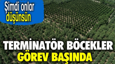 Gürsu armudunu Terminatör böcekler koruyacak