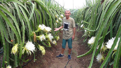 Hasat sıcaktan geç yapıldı. 1 tanesi 1 kilo ağırlığında