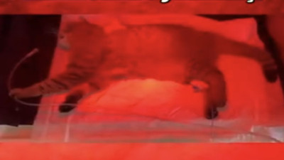 Kedisini bir anlık dalgınlıkla çamaşır makinesinde yıkadı