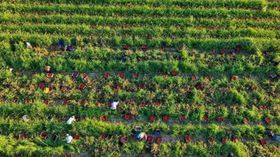 Fiyatı tarlada 2 liraya kadar düştü. Hasadı çok bol olacak