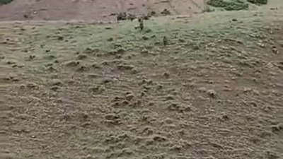 Domuz sürüsü şehre indi