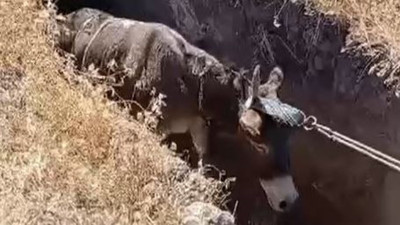 Eşek kuyuya düştü