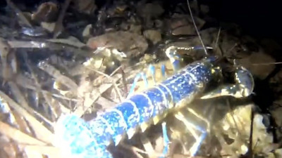 Dünyada nadir görülen mavi ıstakoz Ayvalık'ta görüldü