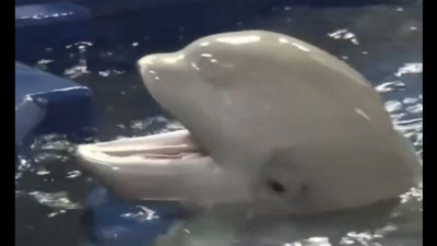 Bakıcısına aşık olan balinanın kıskançlığı gündem oldu