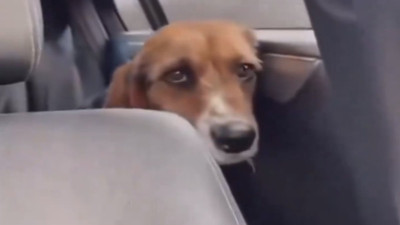 Barınaktan sahiplenilen köpeğin yeni evine girdiği anlar duygulandırdı