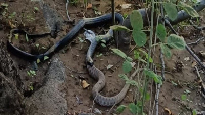 Yılan yılanı canlı canlı yuttu