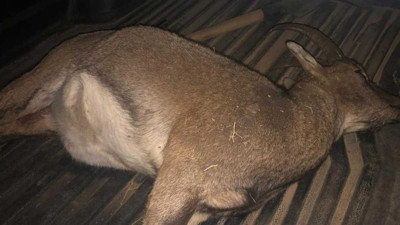 Dağ keçisi avına rekor ceza