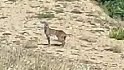 Doğanın özel avcısı Tunceli’de