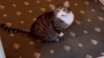 Turistten güldüren kedili video: 'İstanbul'da oda servisi'