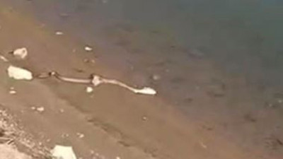 Elazığ’da yılanın balık avı kamerada