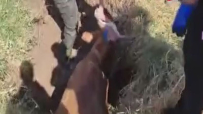 İnek bataklığa saplandı (10 Ağustos 2024)