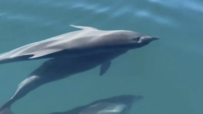 Balıkçı teknesiyle yarışan yunuslar izleyenleri gülümsetti