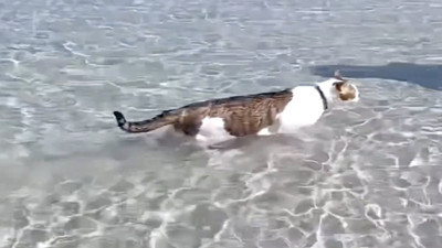 Denizde yüzen kedi görenleri şaşırttı