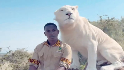 Doğanın nadir mucizesi: Beyaz aslan