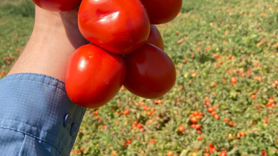 Beyoğlu'nda 25 ton domatesi ücretsiz dağıtıldı