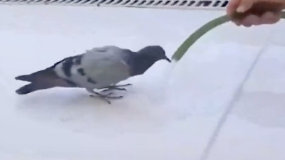 Araç yıkarken yanına gelen güvercini serinletti