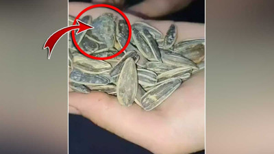 Çekirdeğin içinden fare kafası çıktı. Lezzet ödüllüymüş bir de...