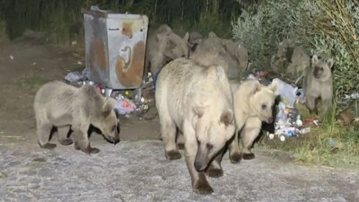 Piknikçiye ayı saldırdı