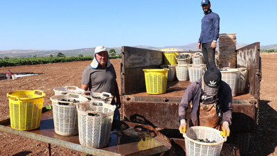 Horoz karası hasadı! Sodalı suda bekletiliyor… Kilosu 150 liradan satılıyor