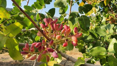 Bu sene kilosu 300 TL! Hasadı başladı