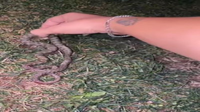 Uzmanlardan apartman sakinlerine yılan uyarısı: Vatandaşların korkulu rüyası oldu