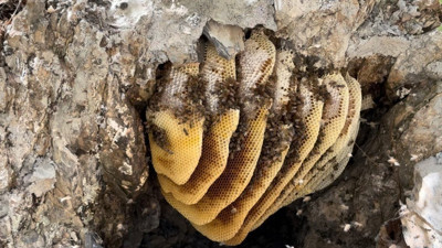 Kilosu 3 bin TL'den satılıyor. 12 sene önce keşfedildi!