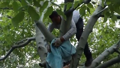 Kırşehir'de ceviz hasadı başladı