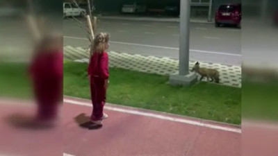 Parkta oynayan çocuk tilkiyle burun buruna geldi