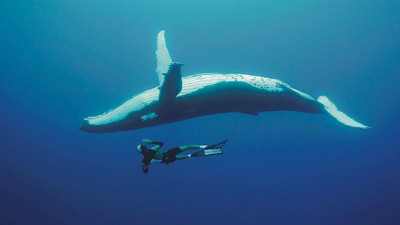 Dev balina avlanan dalgıcı yuttu. Uçak kazasından da kurtulmuştu