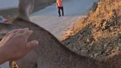 Doğaya bırakılan kızıl geyik vatandaşlara kendini sevdirdi