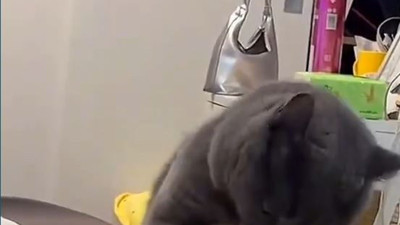 Kedi gücünü topladı ve battaniyeyi böyle ısırdı