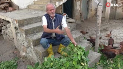 Yavru ayı dövüş horozlarını anne ayı fasulyeleri yedi