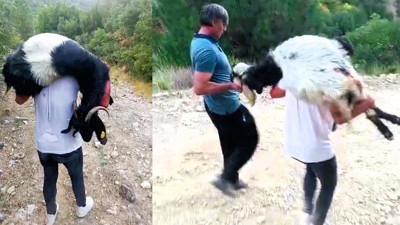 Denizli’de kan donduran olay! Keçilere tüfekle saldırdılar! 10 keçi telef oldu