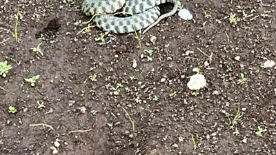 Ağrı Patnos’ta zehirli yılan paniği! Engerek yılanı şehre girdi