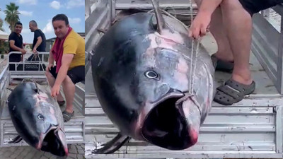 Römorka sığmadı! Balıkçılık dünyasında uzun süre konuşulacak gibi